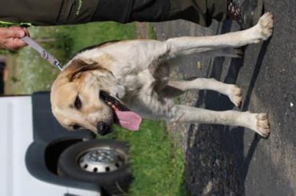 Courbet - sehr zutraulich u. liebenswert