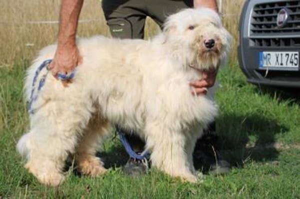 Rohin - zutraulicher Wuschelrüde