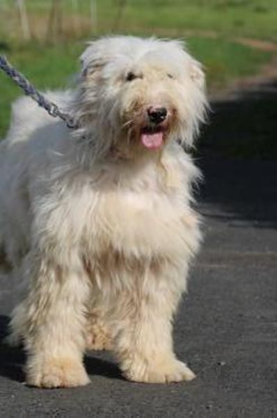 Rohin - zutraulicher Wuschelrüde