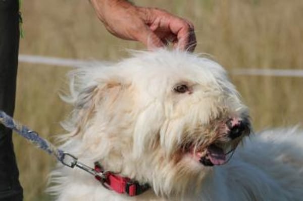 Rohin - zutraulicher Wuschelrüde