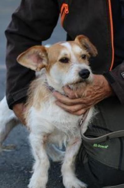 Memo - goldiger, verspielter Jungrüde