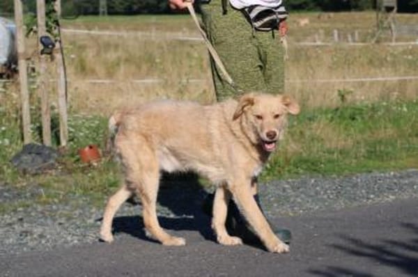 Diras - kinderlieber Familienhund