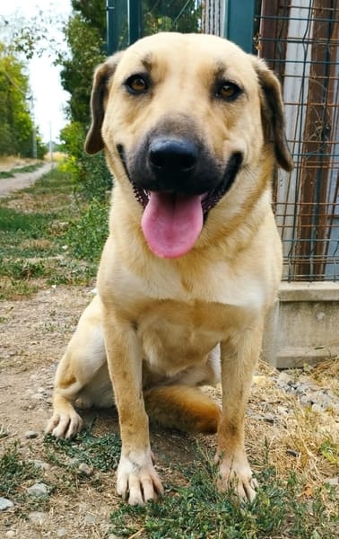 Margo ist ein ruhige Hundin