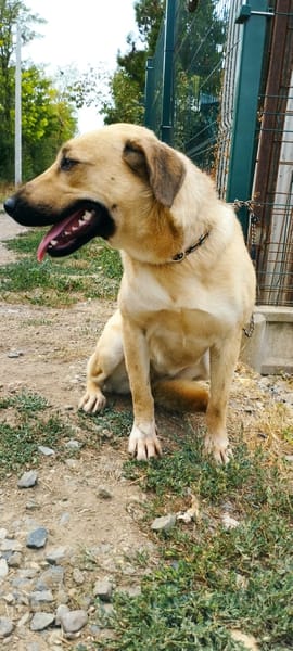 Margo ist ein ruhige Hundin