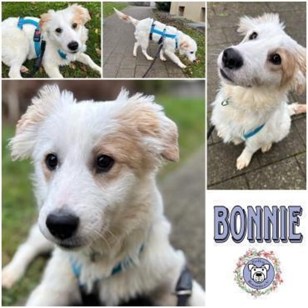 BONNIE * fröhlich und neugierig