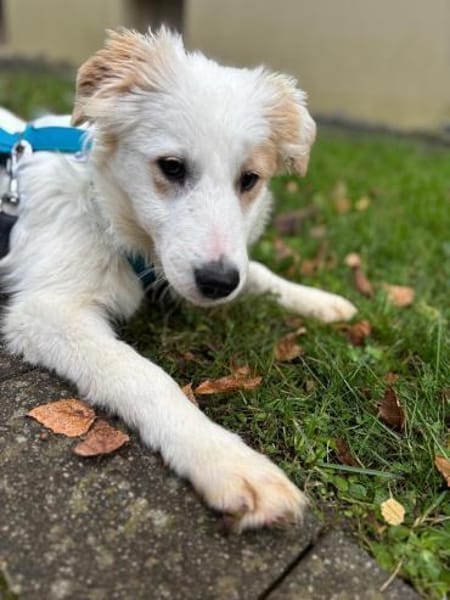 BONNIE * fröhlich und neugierig