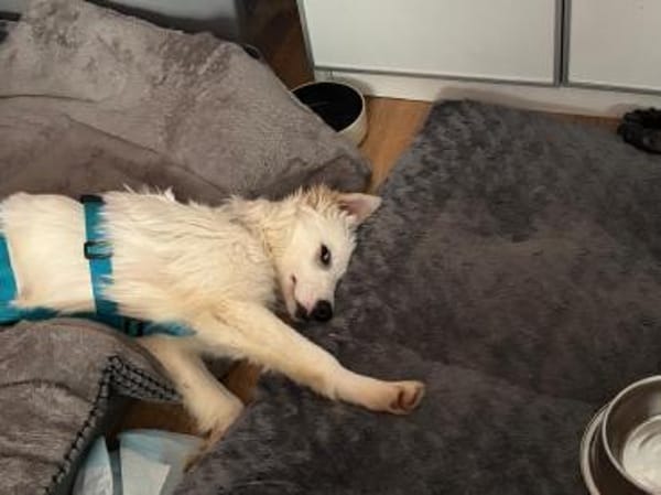 BONNIE * fröhlich und neugierig