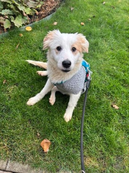 BONNIE * fröhlich und neugierig