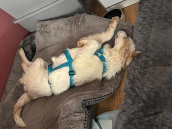 BONNIE * fröhlich und neugierig