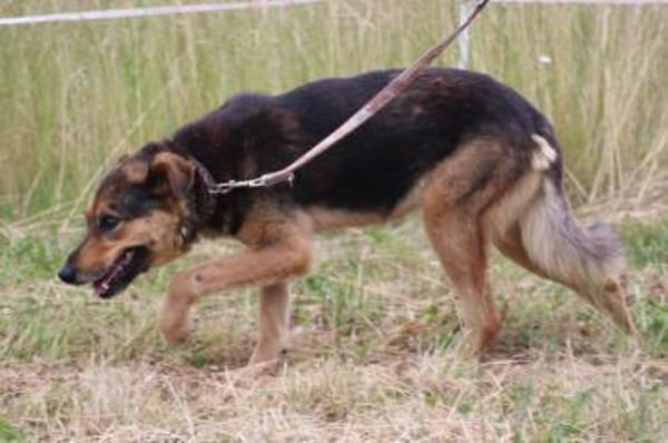 Samicah - kinderlieb u. unkompliziert