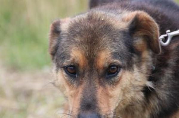 Samicah - kinderlieb u. unkompliziert