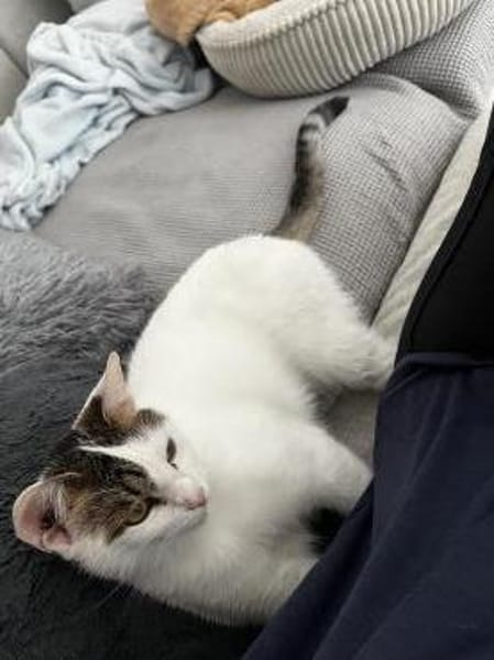 Schmusekatze ANNABELLE sucht!