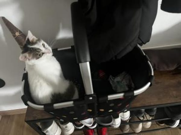 Schmusekatze ANNABELLE sucht!