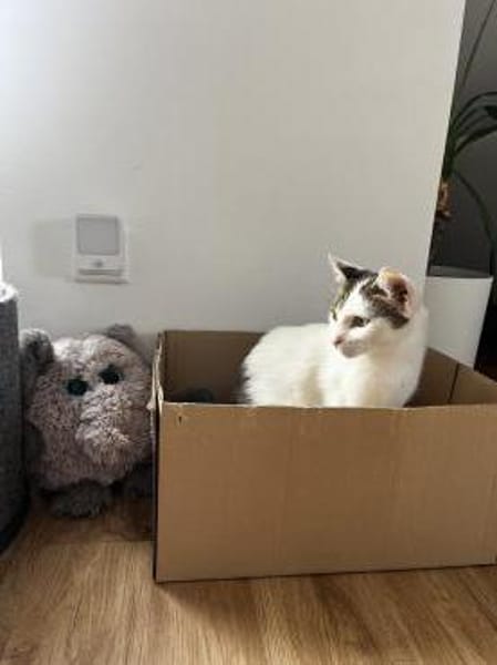 Schmusekatze ANNABELLE sucht!