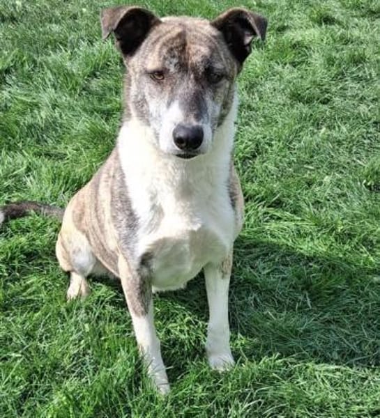 Amelia  Eine loyale Freundin fürs Leben