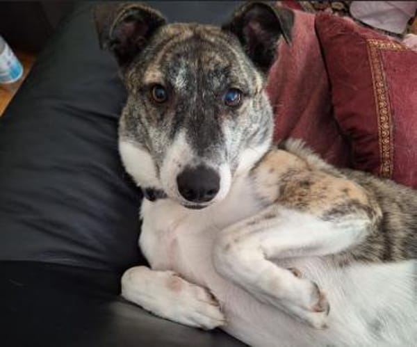 Amelia  Eine loyale Freundin fürs Leben