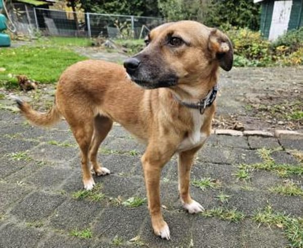 Hübsche Hündin Yuma 5 Jahre