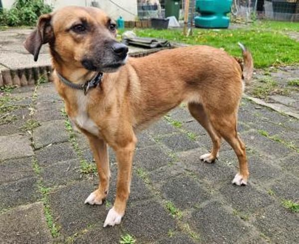 Hübsche Hündin Yuma 5 Jahre