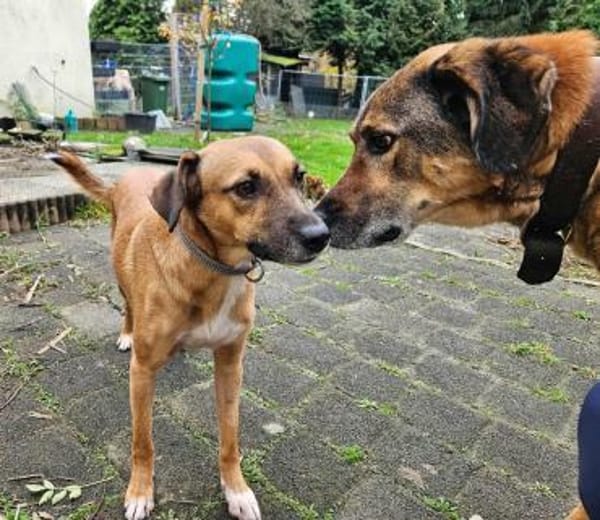 Hübsche Hündin Yuma 5 Jahre