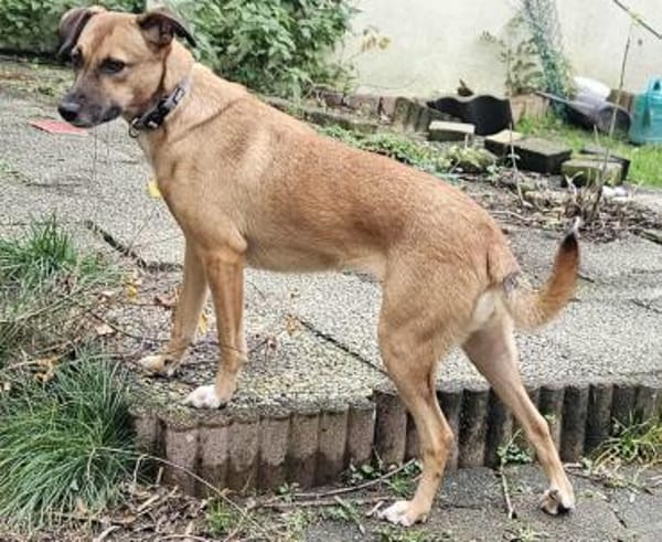 Hübsche Hündin Yuma 5 Jahre