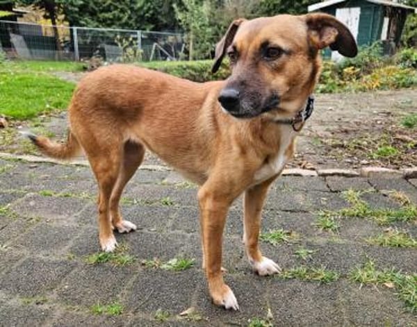 Hübsche Hündin Yuma 5 Jahre