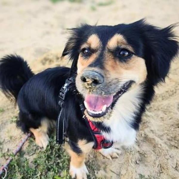 Sunny - intelligent&kooperativ