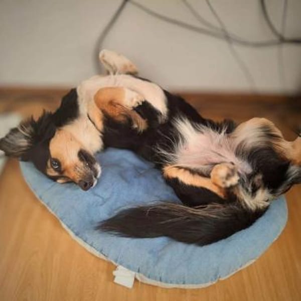 Sunny - intelligent&kooperativ