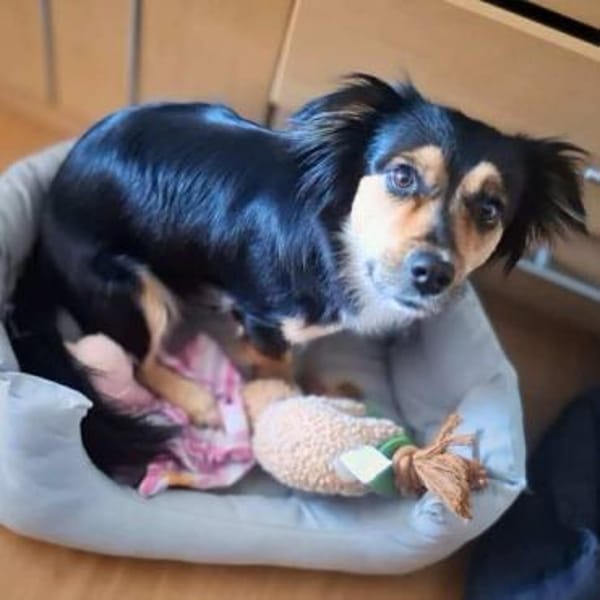 Sunny - intelligent&kooperativ