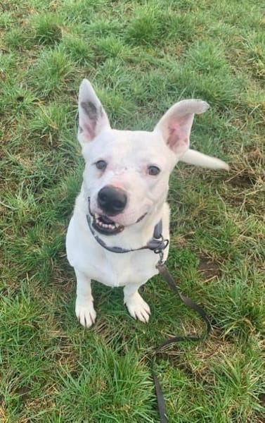 Herzenshund mit Handicap sucht Sie!