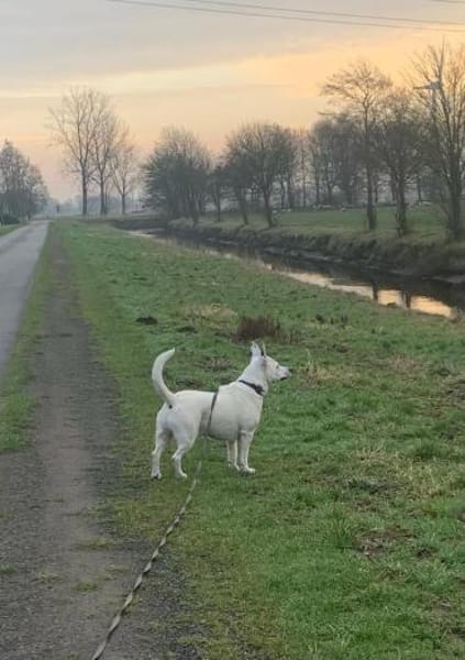 Herzenshund mit Handicap sucht Sie!