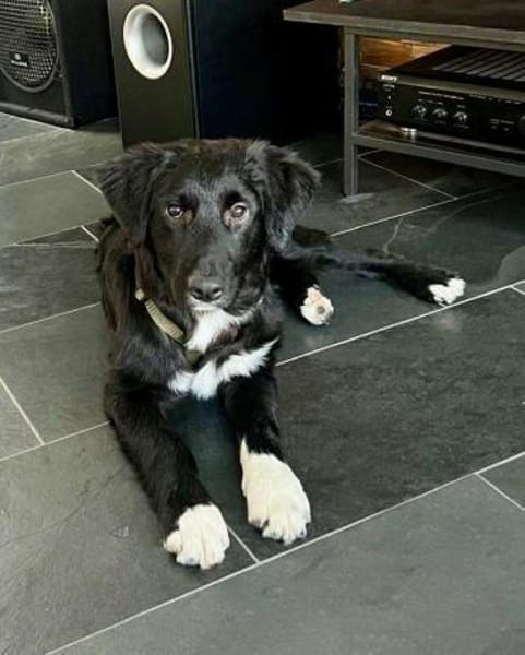 Boo Welpe Mischling Rüde Junghund