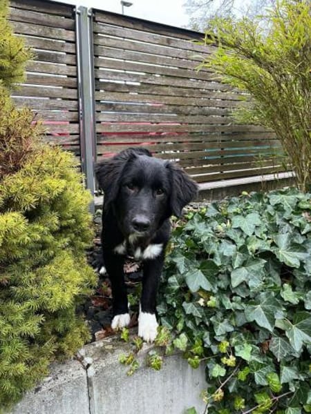 Boo Welpe Mischling Rüde Junghund