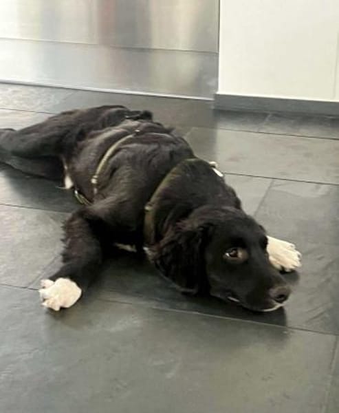 Boo Welpe Mischling Rüde Junghund