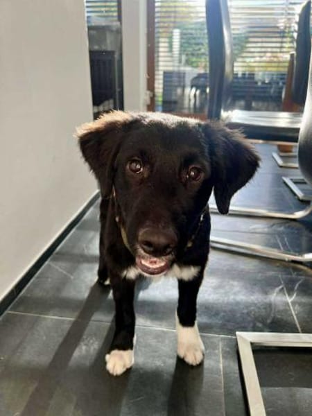 Boo Welpe Mischling Rüde Junghund