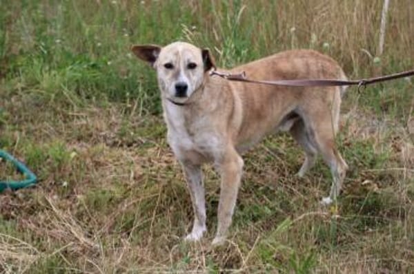 Mignon - liebenswerter, ruhiger Rüde