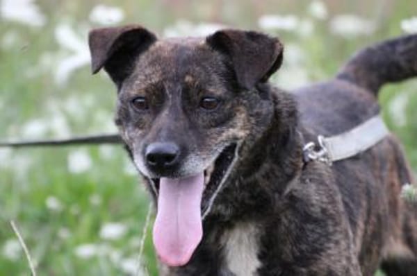 Gustav - fröhlich u. verspielt