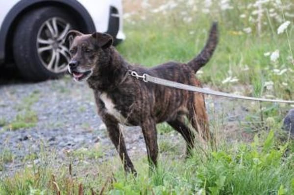 Gustav - fröhlich u. verspielt