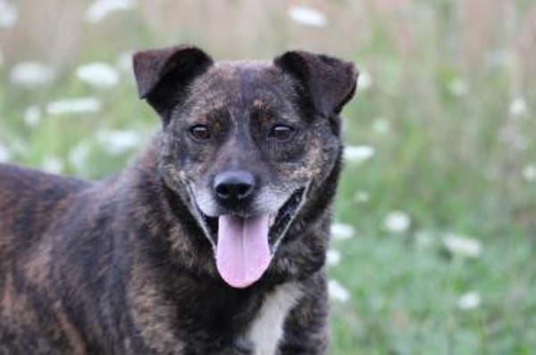 Gustav - fröhlich u. verspielt