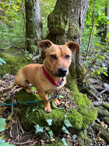 Luna ist ein Herzenshund