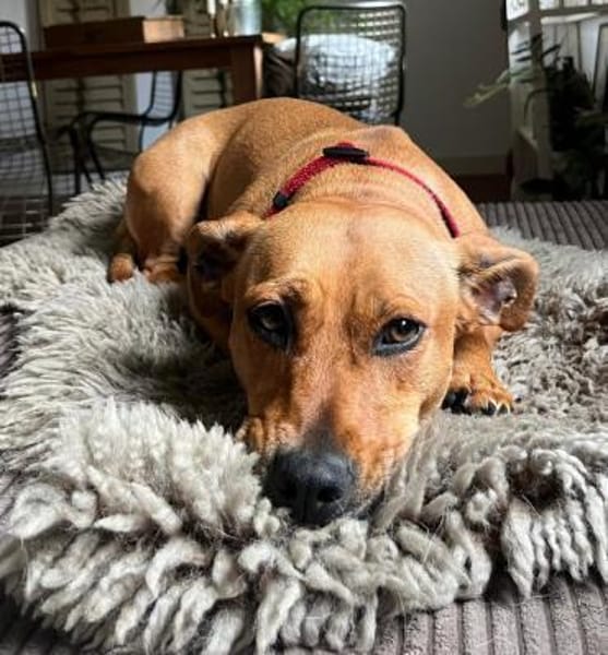 Luna ist ein Herzenshund