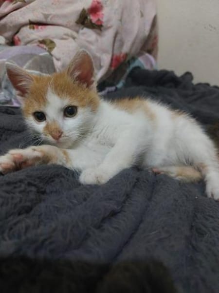 Rubble sucht großes Glück 💖