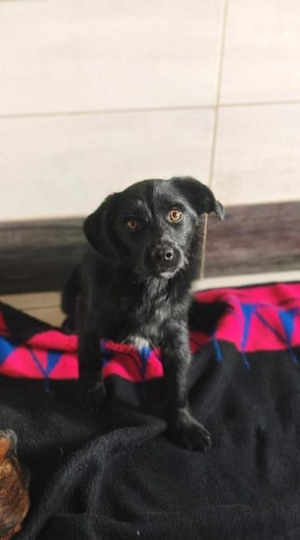 💕Aria💕sucht ihr großes Glück! 🐾❤