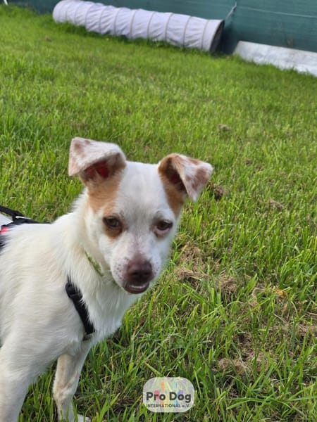 Mary-Lou auf Pflegestelle