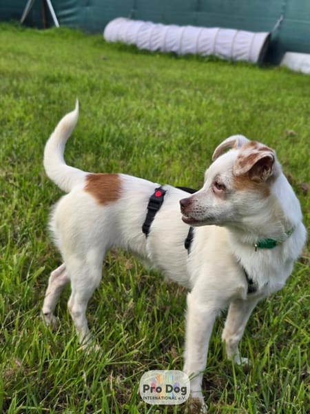 Mary-Lou auf Pflegestelle