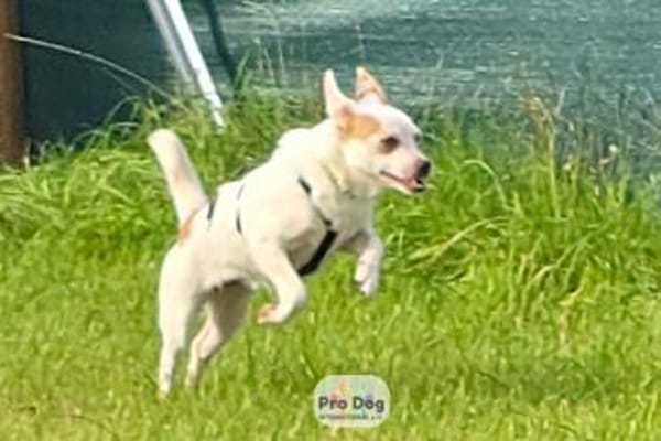 Mary-Lou auf Pflegestelle