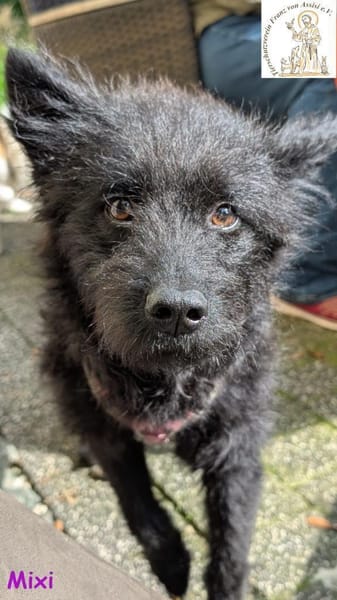 Mixi - lustige und charmante Hündin