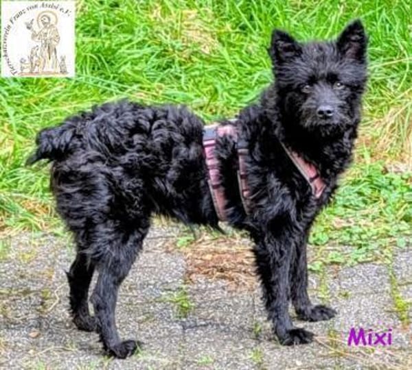 Mixi - lustige und charmante Hündin