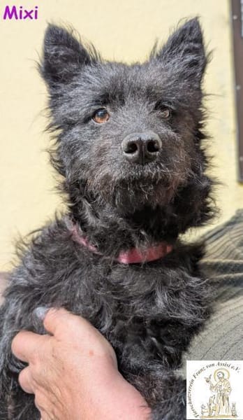 Mixi - lustige und charmante Hündin