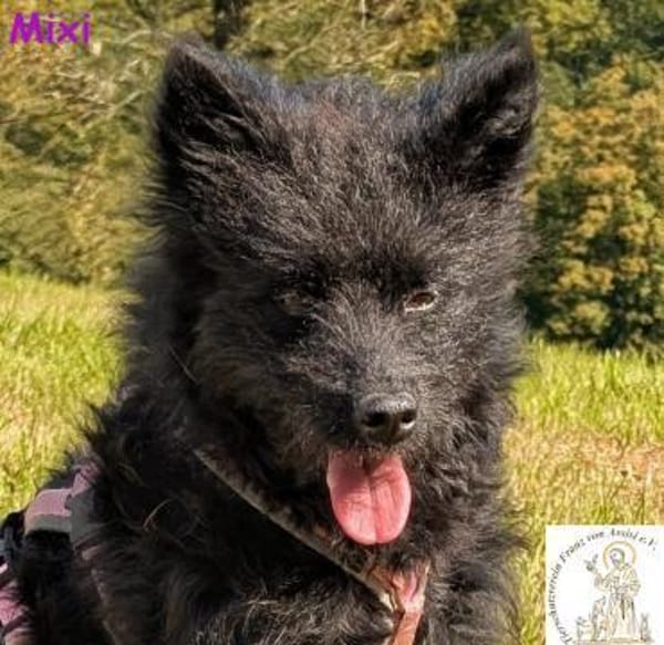 Mixi - lustige und charmante Hündin