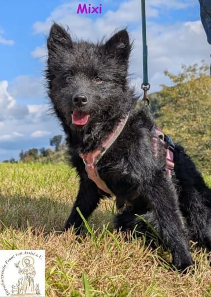 Mixi - lustige und charmante Hündin